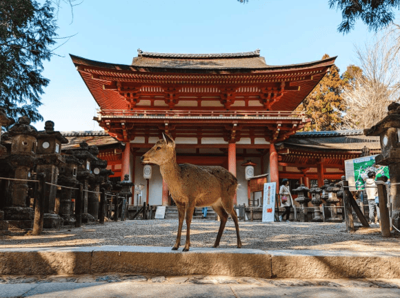 Nara Day Trip