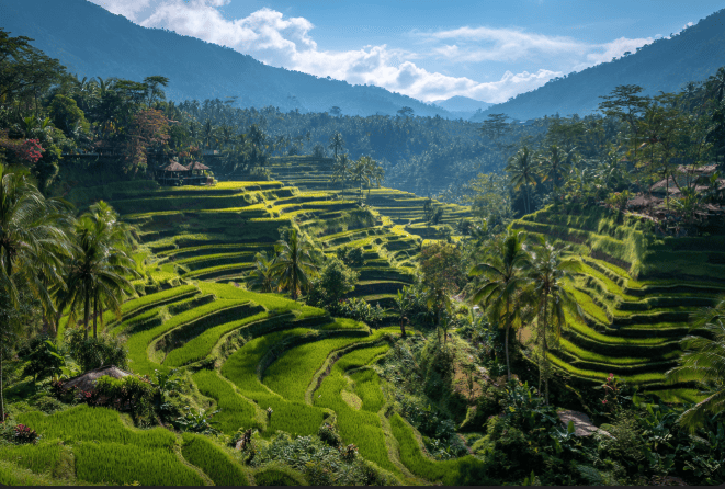 Bali Island Discovery gallery